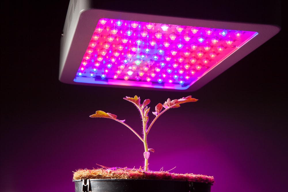 How Grow Lights Work