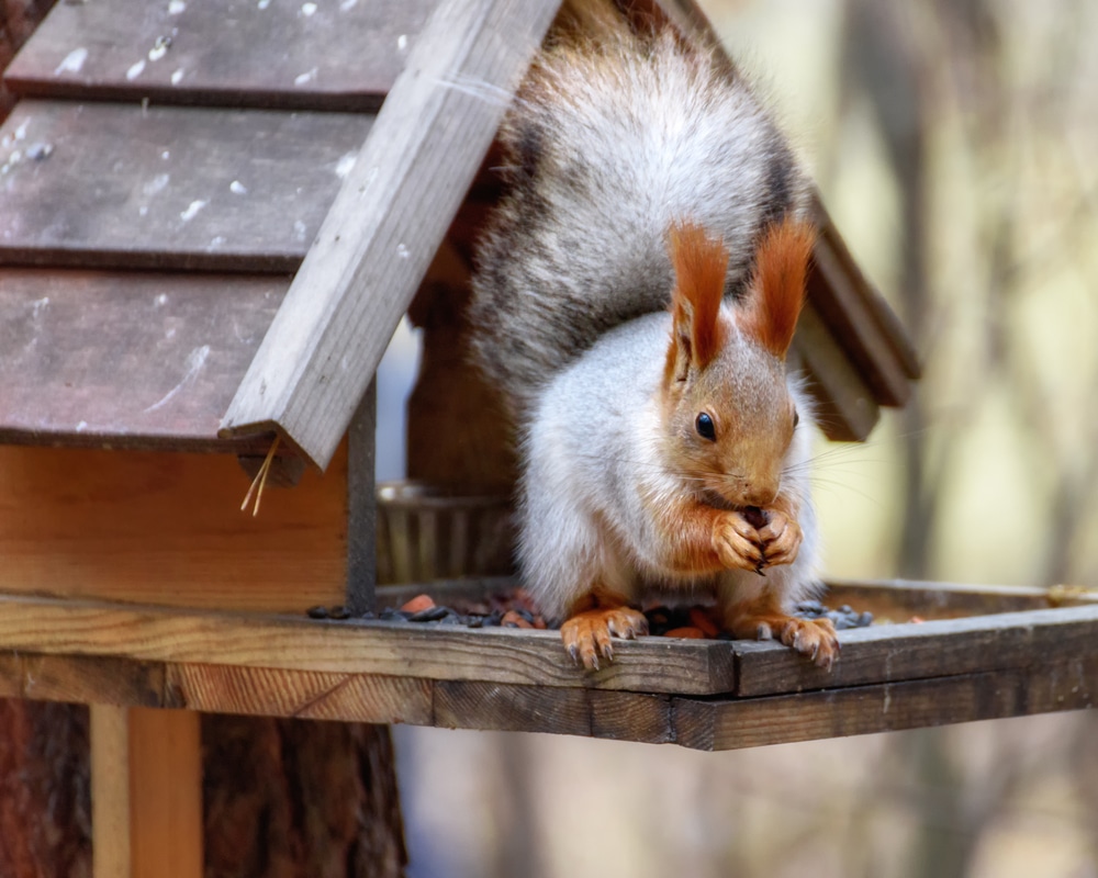 How to Keep Squirrels off a Bird Table