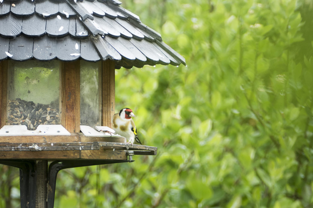 How to Secure a Bird Table to the Ground