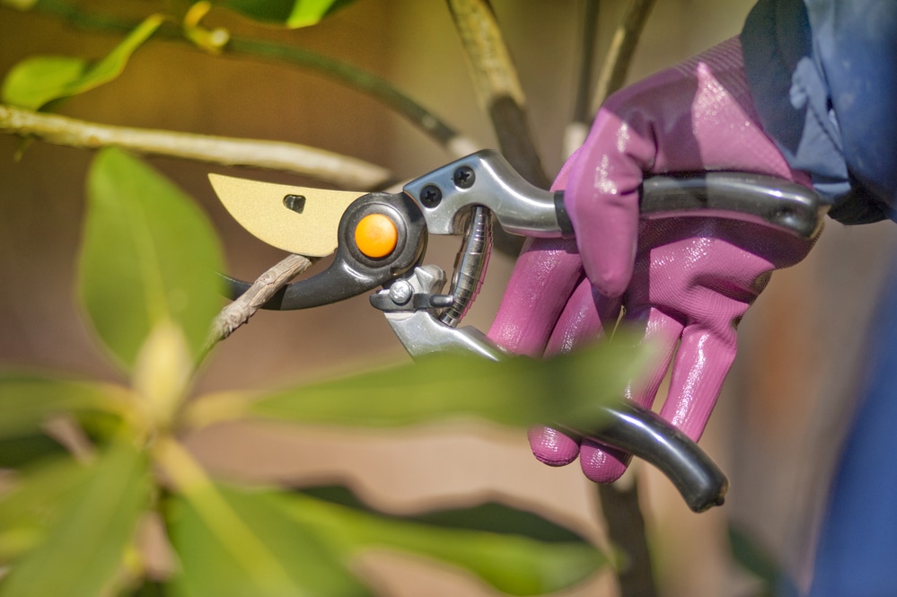 how to clean secateurs