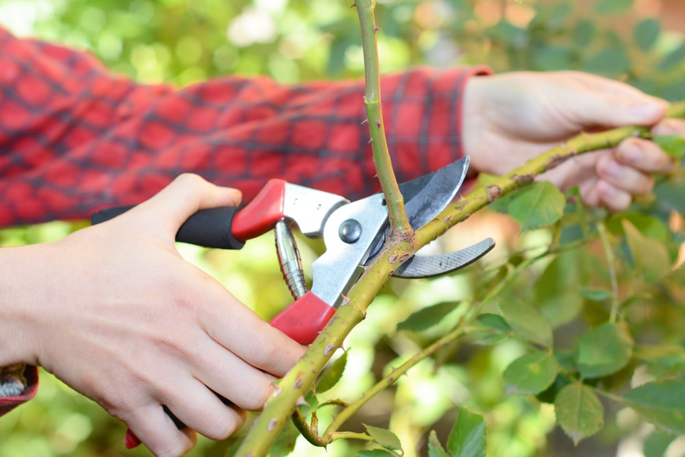 what are secateurs used for