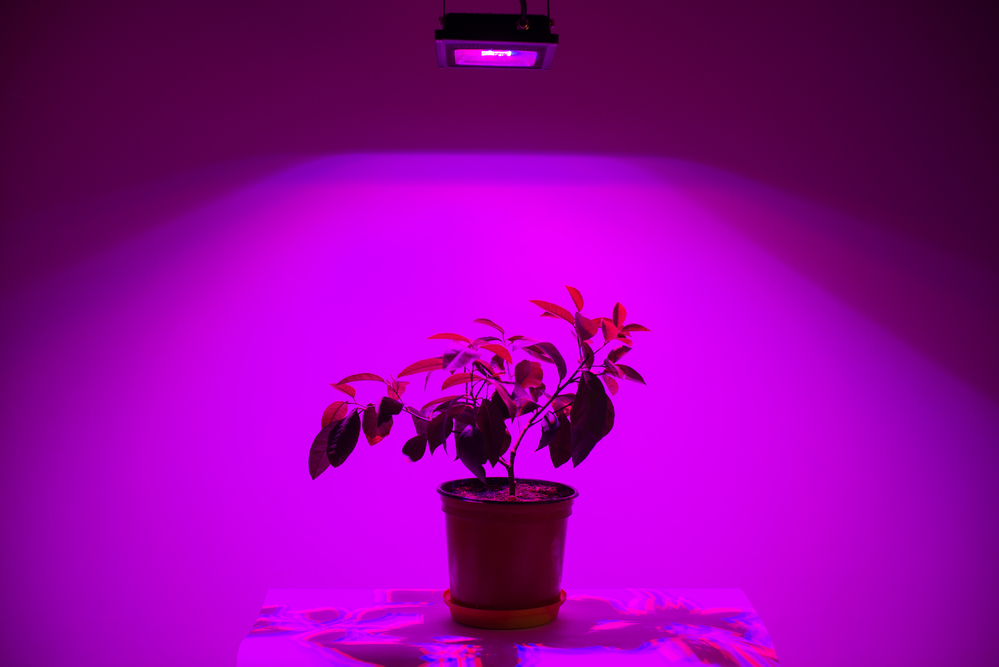 why are led grow lights purple