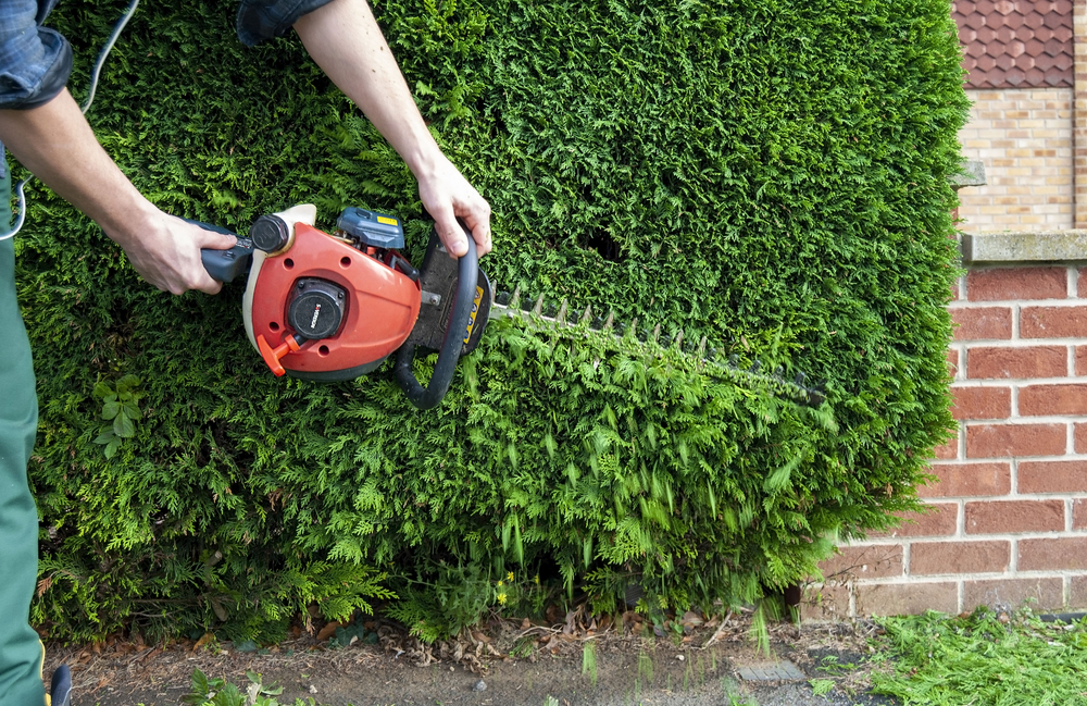 Hedge Trimmer vs Chainsaw