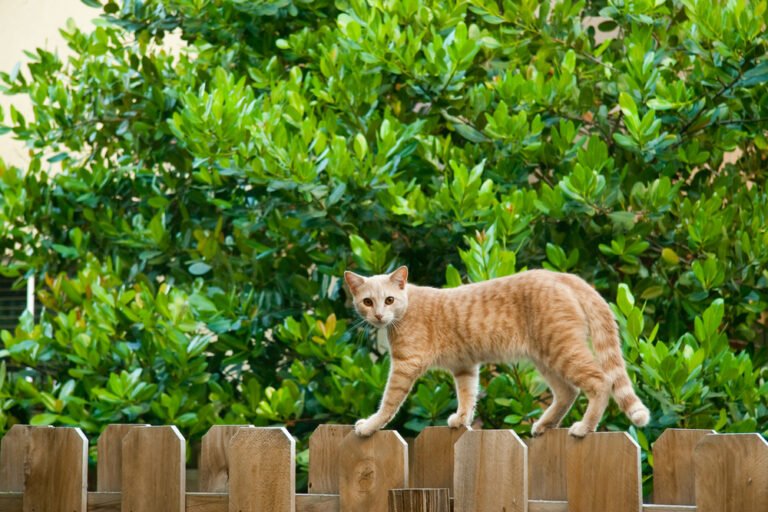 Do Ultrasonic Cat Repellents Work? Find Out Now! - Homes Guide
