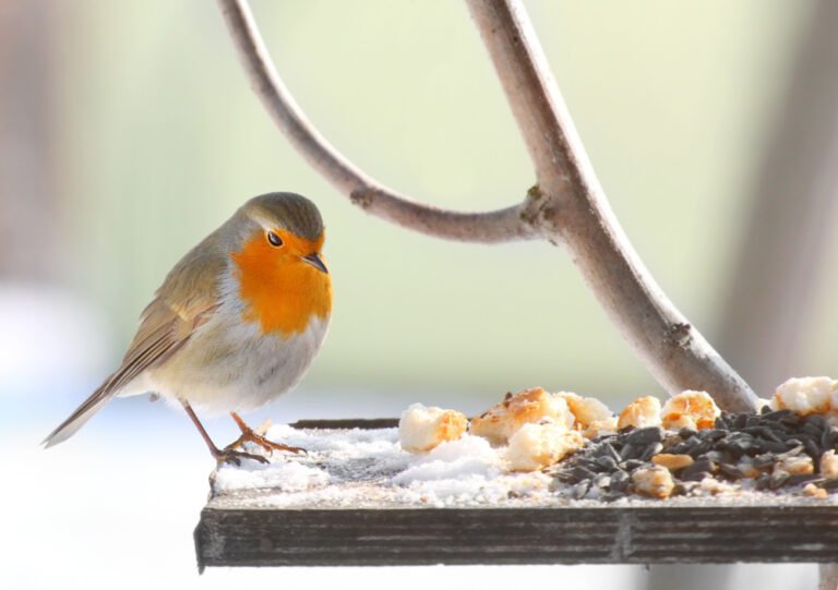 How to Stop Rats from Climbing Bird Tables: A Guide - Homes Guide